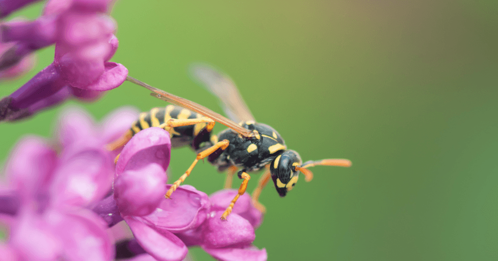 Who is responsible for dealing with a wasp nest - the tenant or the landlord? Who is responsible for dealing with a wasp nest - the tenant or the landlord?